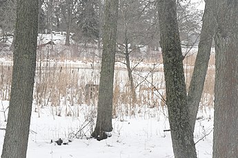 Stegsholmsviken söderifrån vintertid.