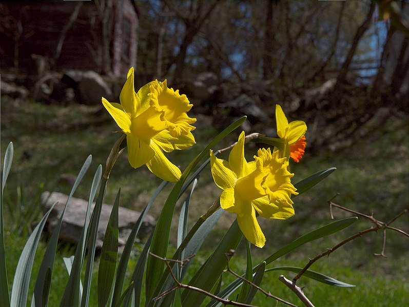 File:Daffodils at last. Narcissus (5825822915).jpg