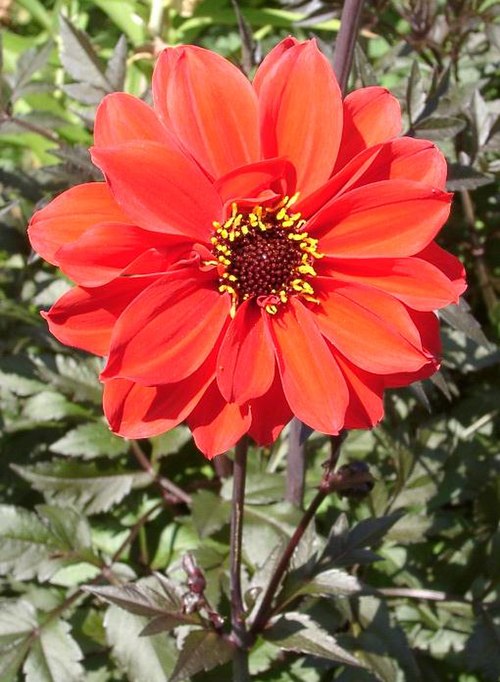 Joshua Pritchard Hughes had a Dahlia Dahlia 'Bishop of Llandaff' named for him in 1924