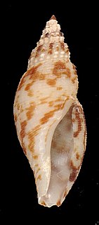 <i>Daphnella</i> Genus of gastropods