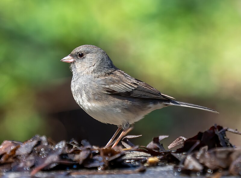 File:Dark-eyed junco (70646).jpg