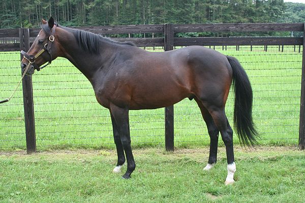 Deep Impact at the Shadai Stallion Station in 2009