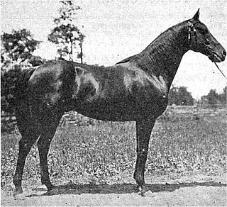 Delhi (horse) American Thoroughbred racehorse