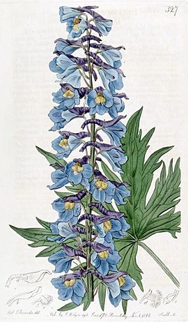 Ботанічна ілюстрація Сіденхема Едвардса з журналу The Botanical Register