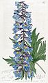 Delphinium cuneatum