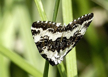 Vitbandat glansfly, Deltote deceptoria