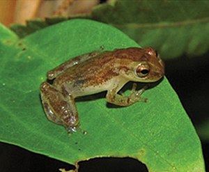 Dendropsophus oliveirai (10.3897-zookeys.753.21438) Figure 3 (cropped).jpg