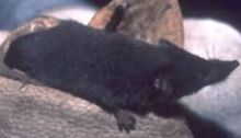 Desert shrew (Notiosorex crawfordi) DesertShrew23.jpg