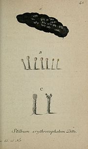 Thumbnail for File:Deutschlands flora in abbildungen nach der natur (Pl. 45) (8959400778).jpg