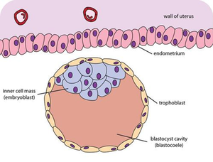 Blastocyst: Structure formed around day 5 of mammalian embryonic development