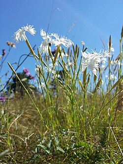 Dianthus serotinus sl7. jpg