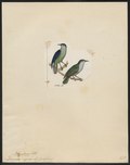 Vignette pour Apiz (Melanocharitidae)