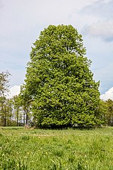 Linden tree in Kalkriese