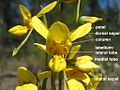 Diuris aurea Flower diagram