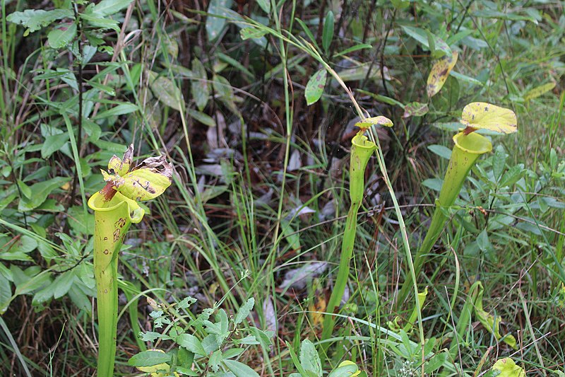 File:Doerun Pitcherplant Bog yellow flytrap 5.jpg