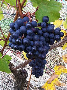 Dolcetto grapes.JPG