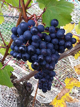 <span class="mw-page-title-main">Dolcetto</span> Variety of grape