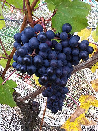 <span class="mw-page-title-main">Valentino nero</span> Variety of grape