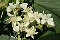 Flowers of Dombeya acutangula