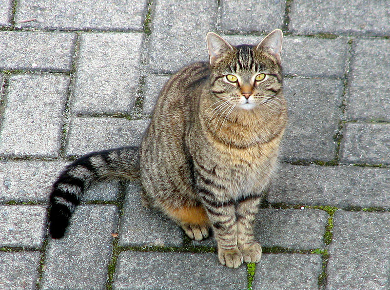 File:Domestic cat.jpg