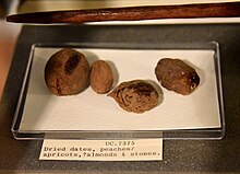 Dried date, peach, apricot, and stones from Lahun, Fayum, Egypt, Late Middle Kingdom, Petrie Museum of Egyptian Archaeology, London