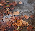 Image 707Dried platanus leaves on rain puddle, Quinta das Conchas e dos Lilases, Lisbon, Portugal