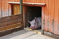 Drumlin Farm pig P1030891.jpg