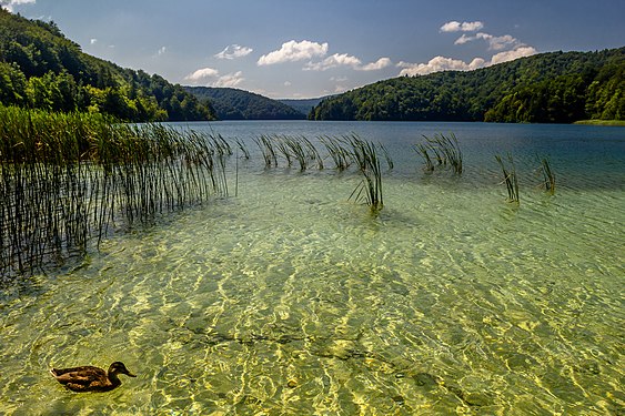 Beautiful view in Plitvice Lakes National Park. Photograph: Zysko serhii (CC BY-SA 4.0)