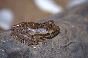 Obraz Opis Jasnooka Żaba Dumerila (Boophis tephraeomystax) (9573898261) .jpg.