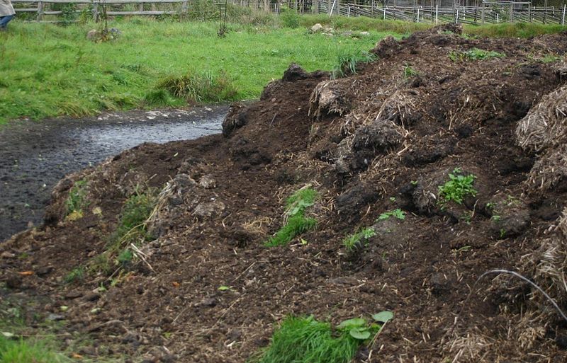 File:Dung-heap.JPG