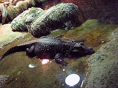 Dwarf crocodile 01.JPG