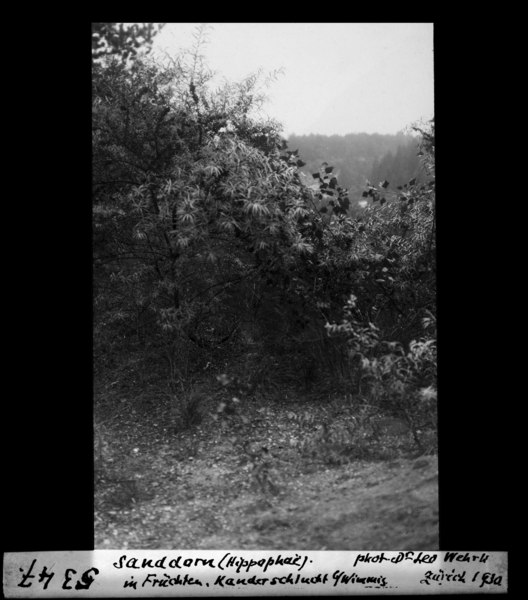 File:ETH-BIB-Sanddorn (Hippophae) in Früchten, Kanderschlucht bei Wimmis-Dia 247-05347.tif