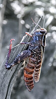 Female calliptamus infected with Entomophaga grylli with distended abdomen