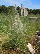 Echium italicum