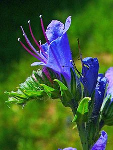 Echium vulgare Flower