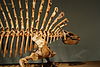 A skeletal mount of Edaphosaurus.