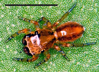 <i>Neonella</i> Genus of spiders