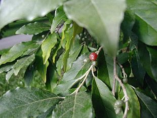 Skærm-Sølvblad (Elaeagnus umbellata).