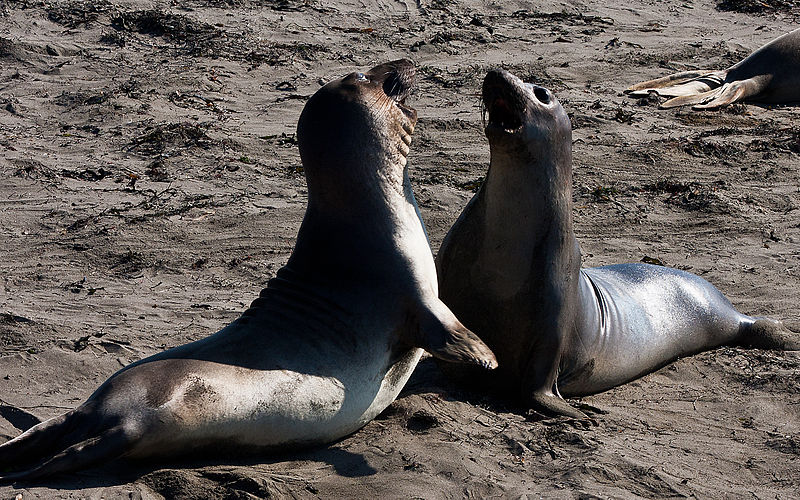 File:Elephant Seal and a Seal Fighting (10803043334).jpg