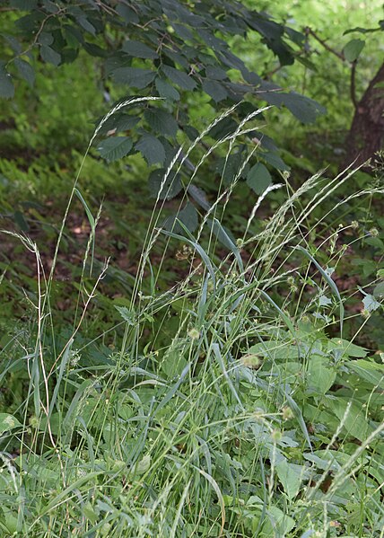 File:Elymus caninus kz05.jpg