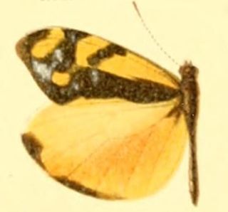 <i>Enantia jethys</i> Species of butterfly