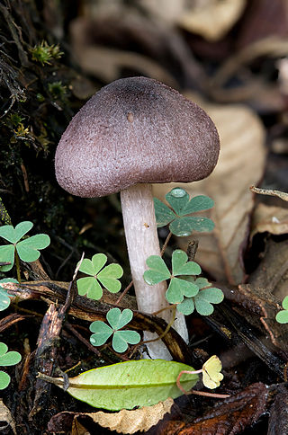 <i>Entoloma austroprunicolor</i> Species of fungus