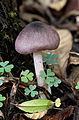 Entoloma austroprunicolor