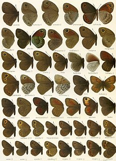 <i>Erebia cyclopius</i>