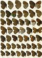 Another Macrolepidoptera of the World plate, showing larger species.