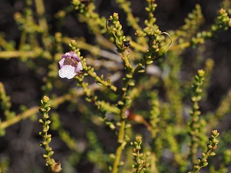 E. parvifolia subsp. auricampa flower detail Eremophila parvifolia (flower detail) 01.jpg