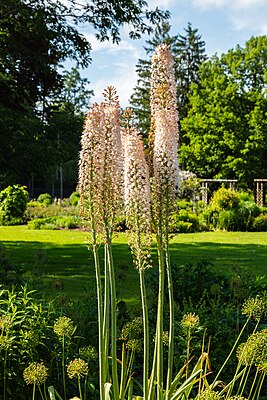 Eremurus robustus, Bad Wörishofen, Alemania, 2019-06-20, DD 18.jpg