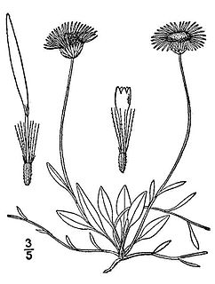 <i>Erigeron flagellaris</i> Species of flowering plant
