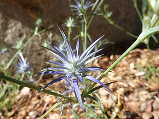 Fortune Salaire Mensuel de Eryngium Ovinum Combien gagne t il d argent ? 10 000,00 euros mensuels