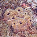 * Nomination Sea sponge (Sarcotragus fasciculatus), Cabo de Palos, Spain --Poco a poco 05:42, 7 June 2023 (UTC) * Promotion  Support Good quality. --Ermell 08:24, 7 June 2023 (UTC)